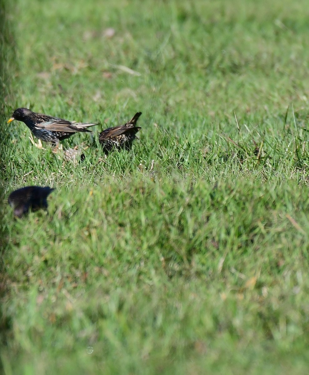 European Starling - ML647509585