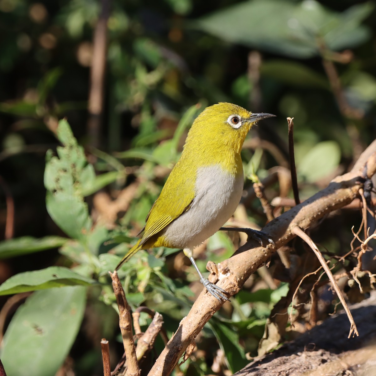 Окулярник південний - ML647509592