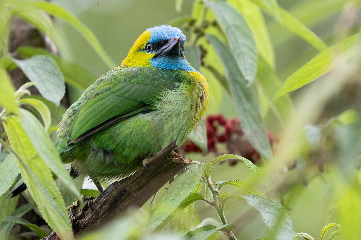 Бородастик борнейський - ML647509595