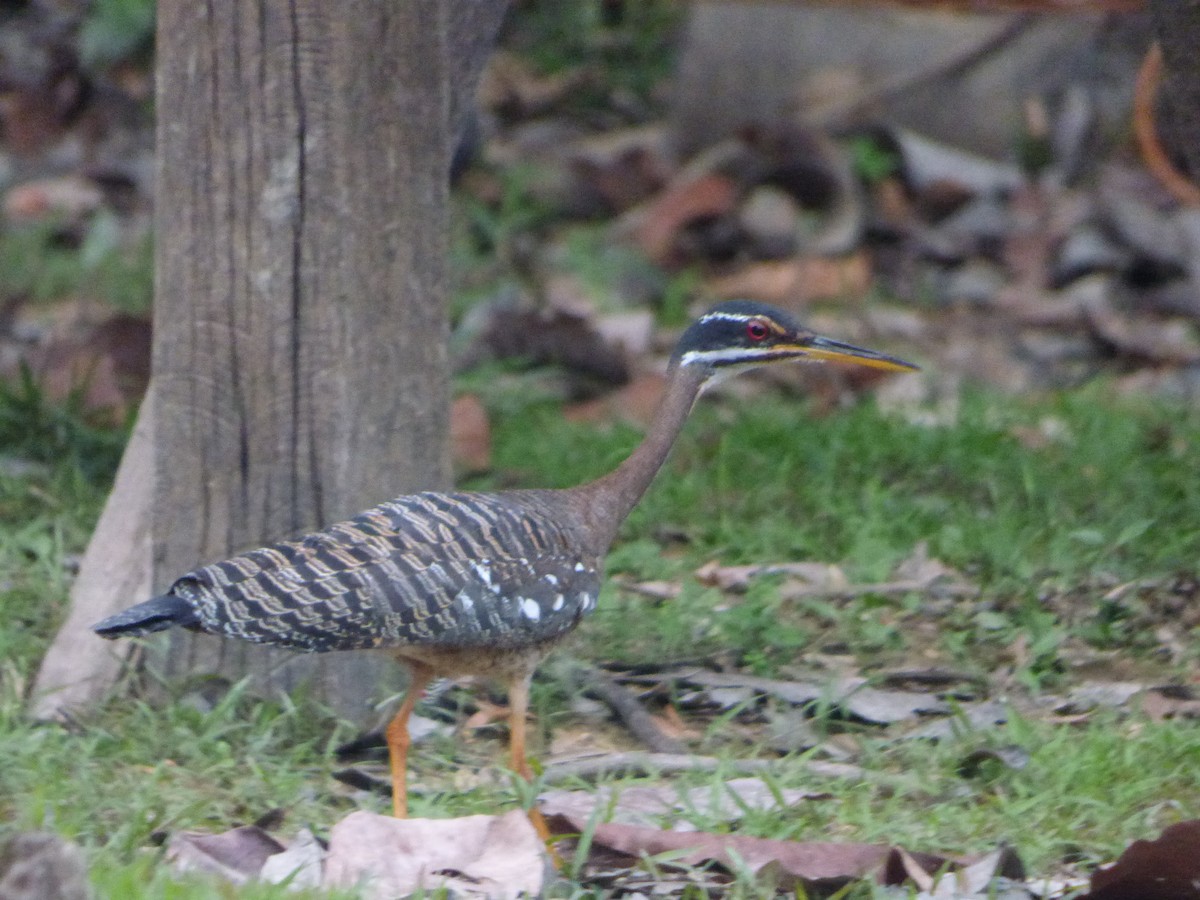 Тігана - ML647509596