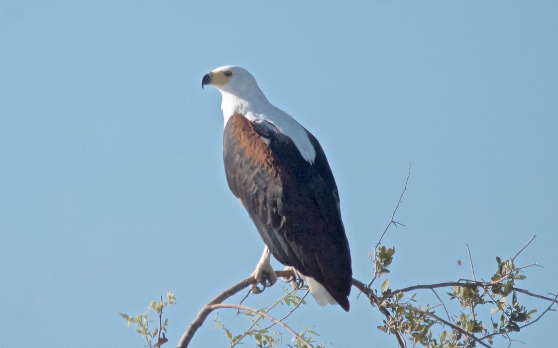 Орлан-крикун - ML647509597