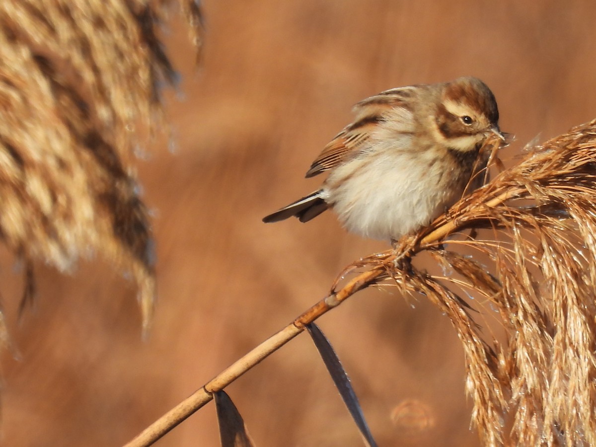 Вівсянка очеретяна - ML647509598