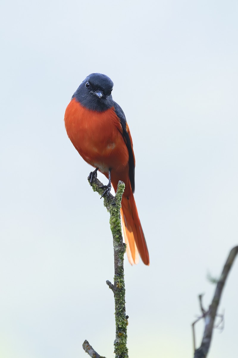 Личинкоїд сірощокий - ML647509600