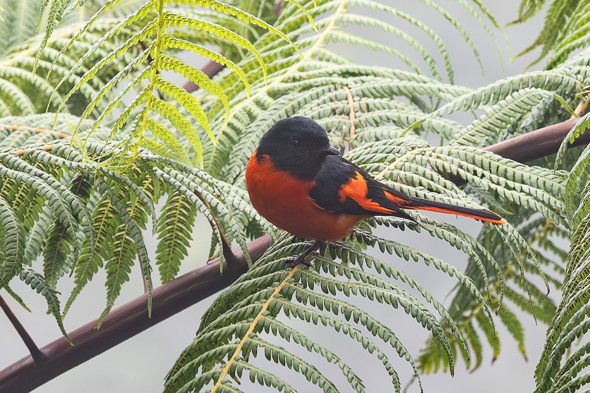 Личинкоїд сірощокий - ML647509601