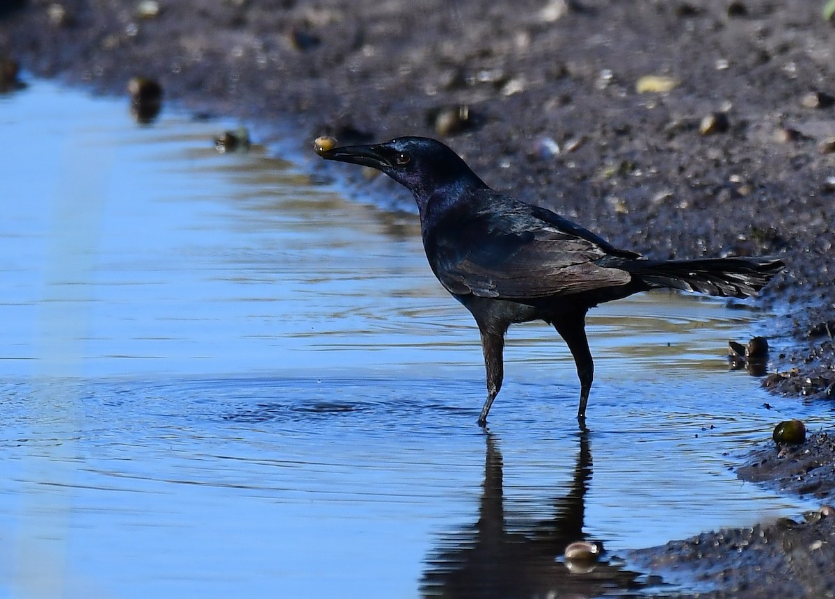Гракл прибережний - ML647509602