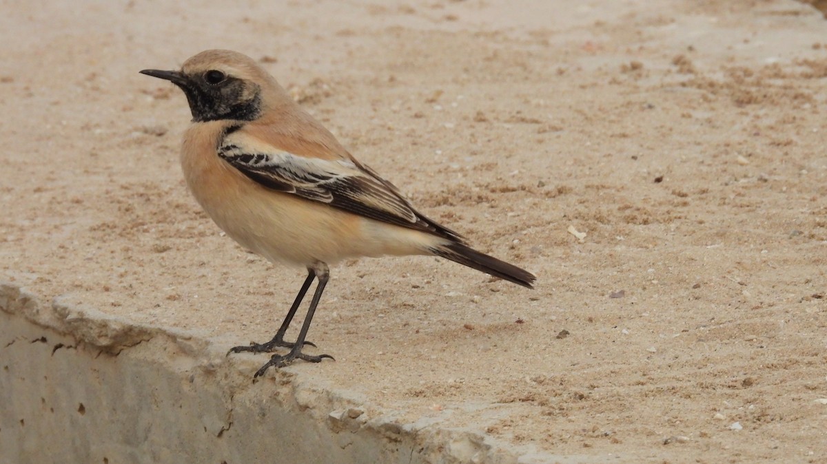 Кам'янка пустельна - ML647509604