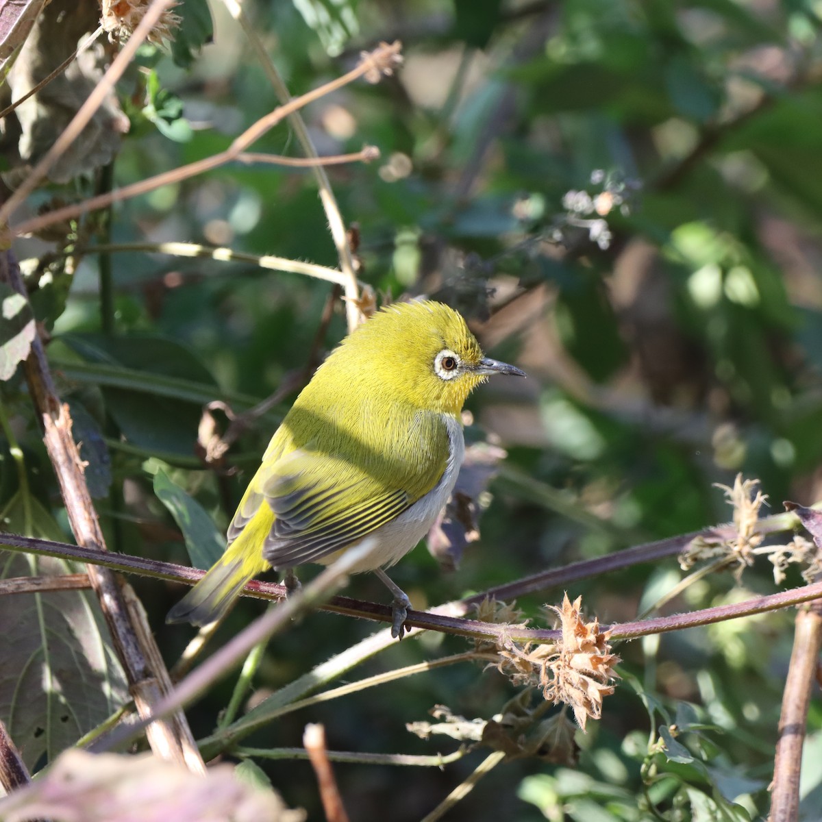 Окулярник південний - ML647509605