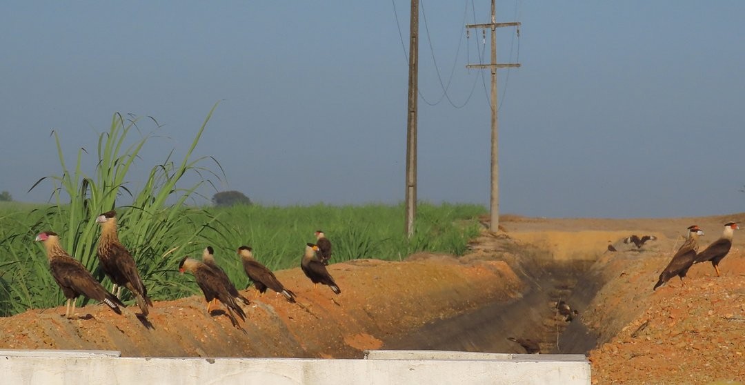 Каракара аргентинська (підвид plancus) - ML647509606