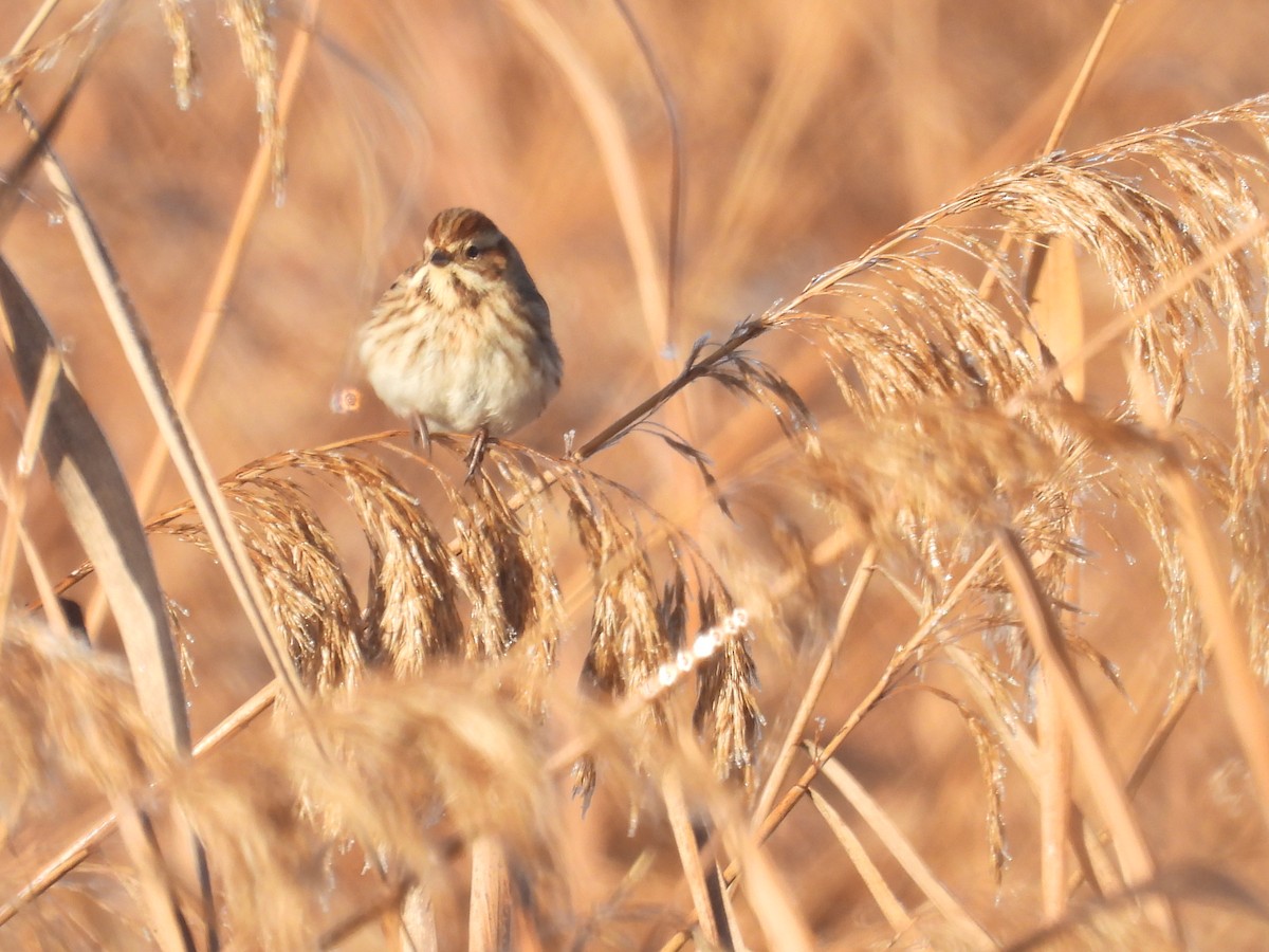 Вівсянка очеретяна - ML647509607
