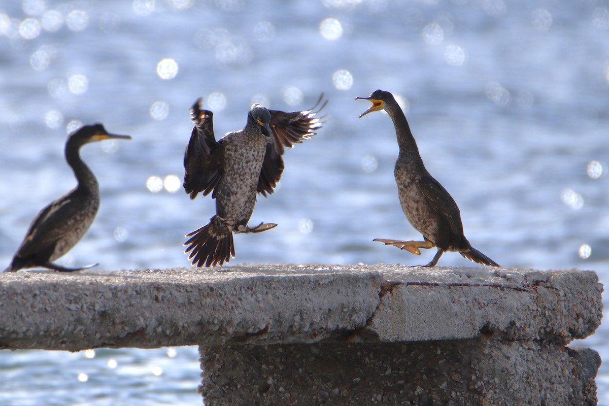 Баклан чубатий - ML647509609