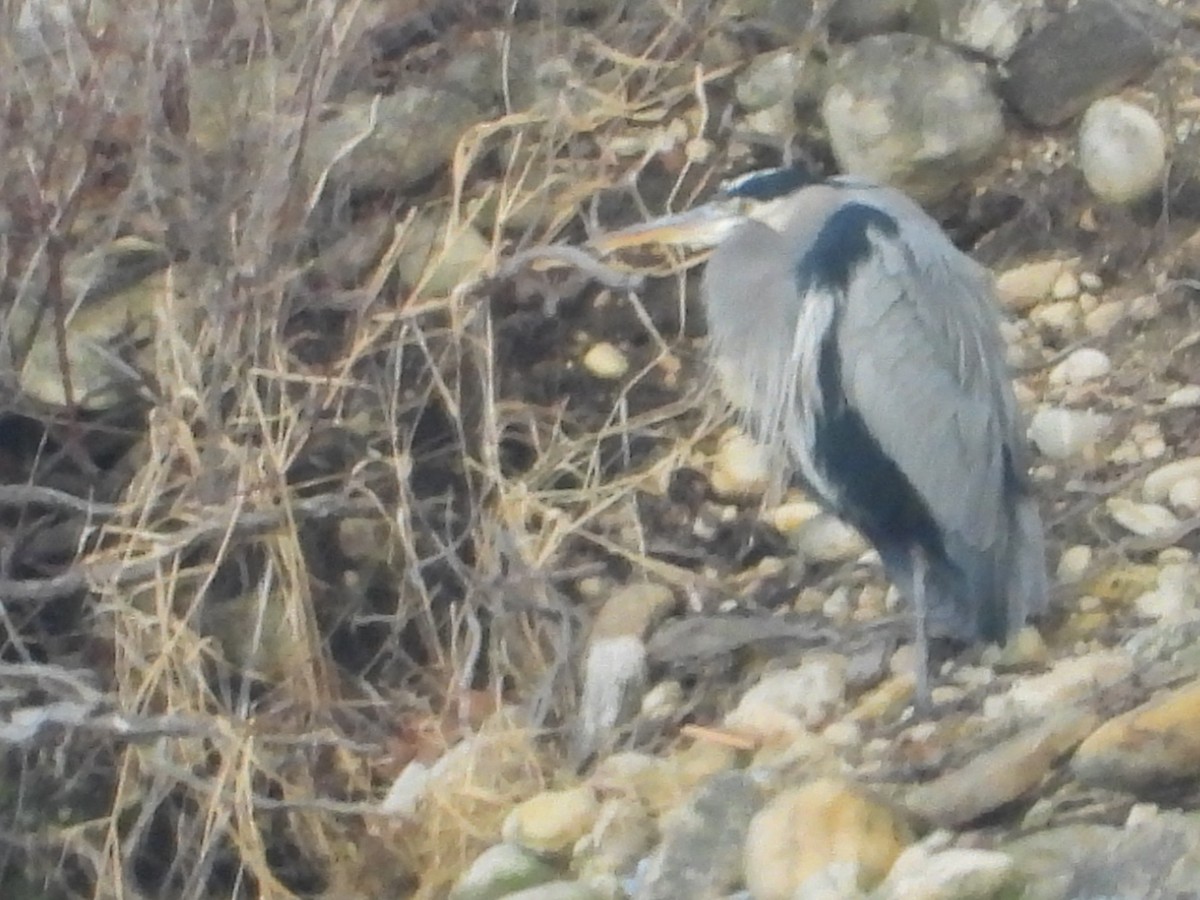 Чапля північна - ML647509610