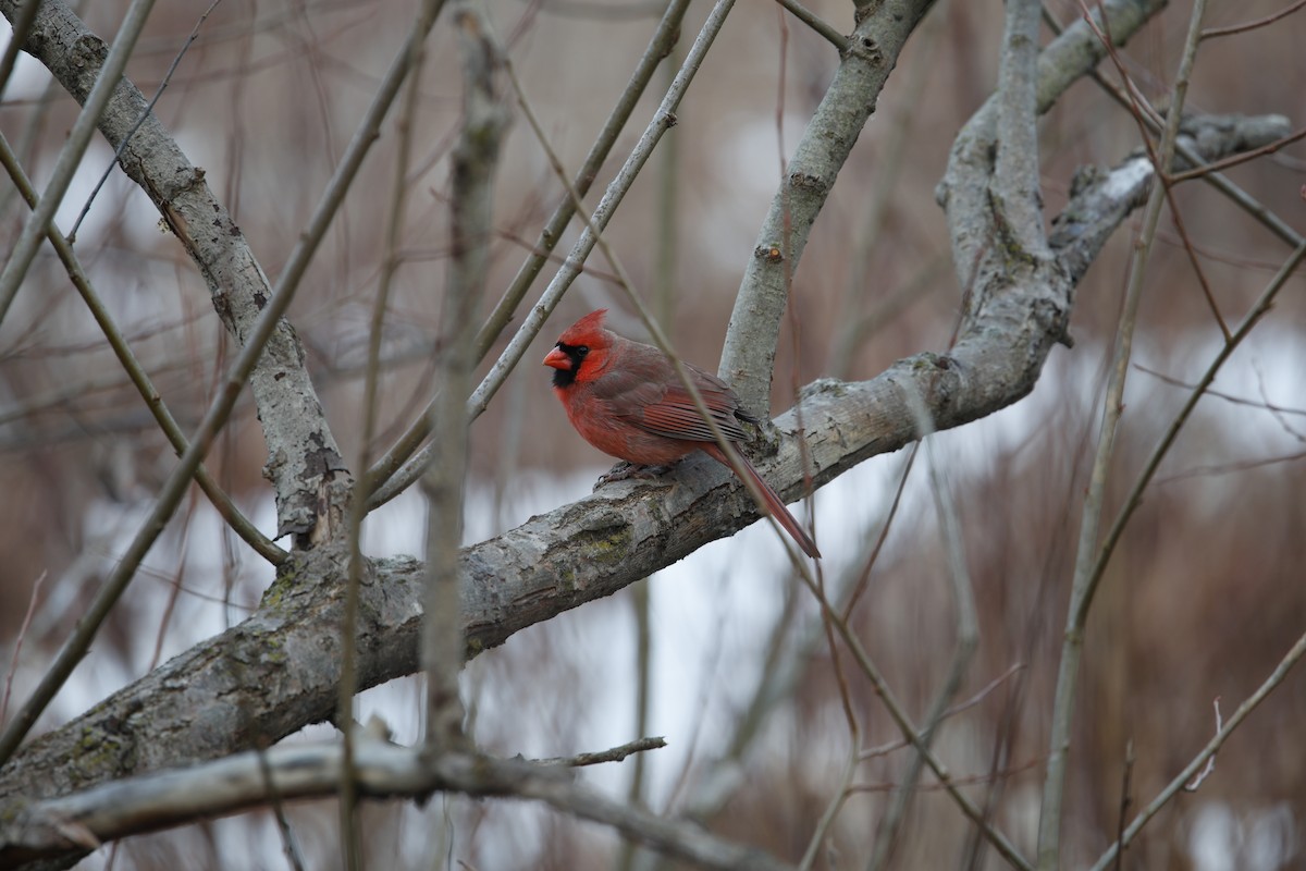 Кардинал червоний - ML647509611
