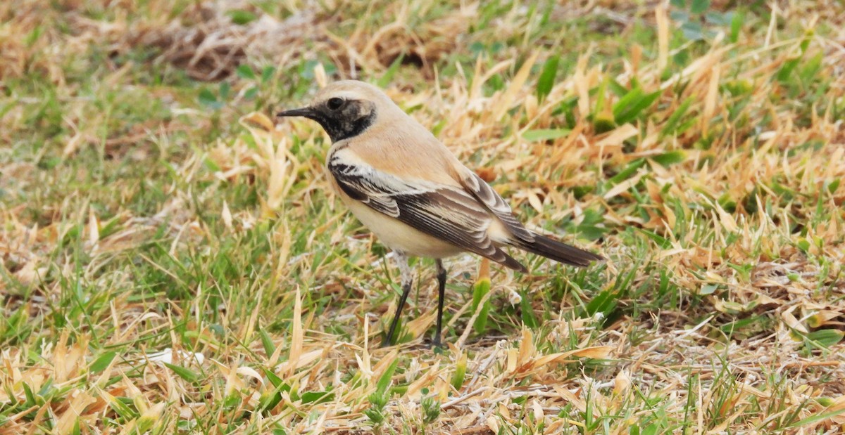 Кам'янка пустельна - ML647509612