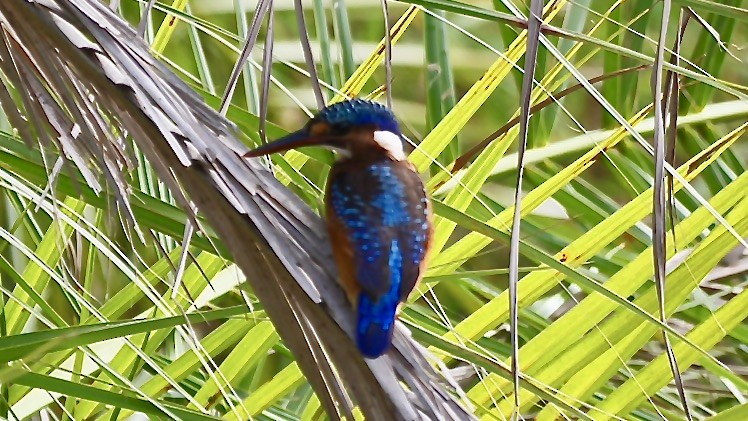 Рибалочка діадемовий - ML647509615