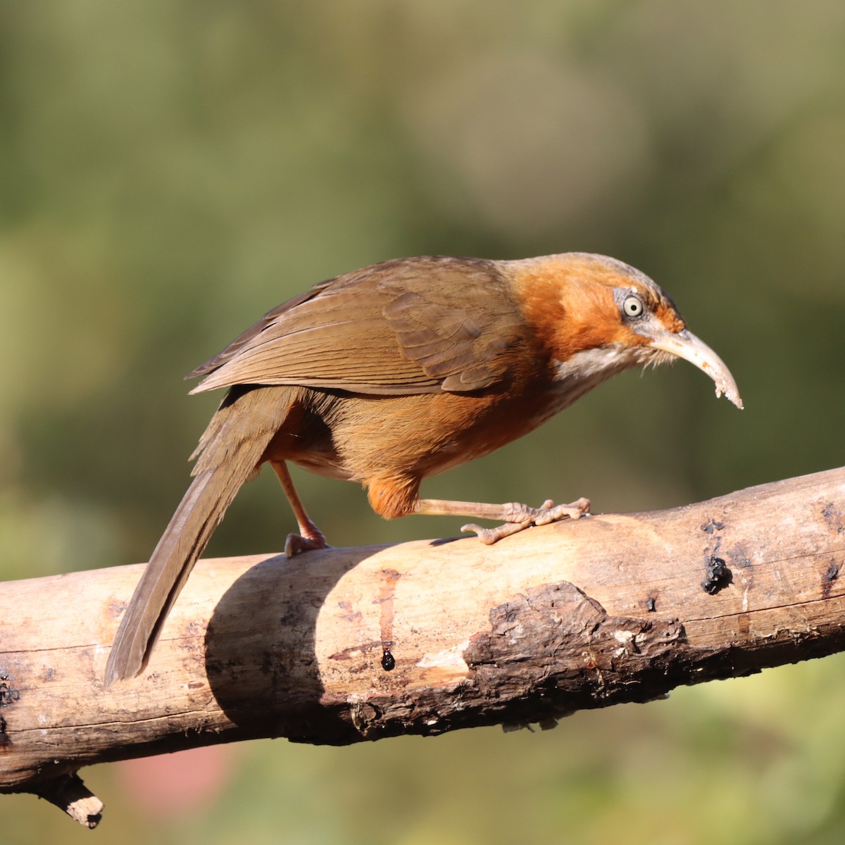 Тимелія-криводзьоб рудощока - ML647509620