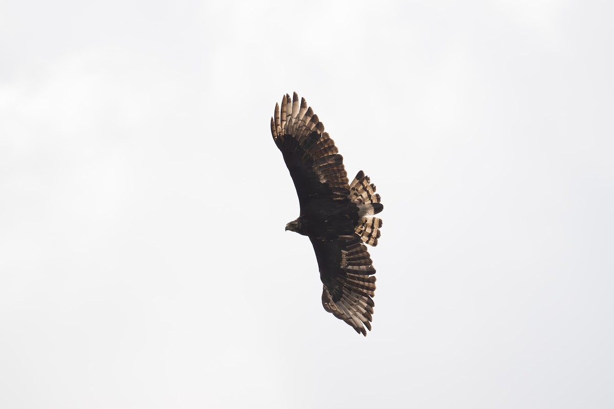 Орел Ісідори - ML647509625