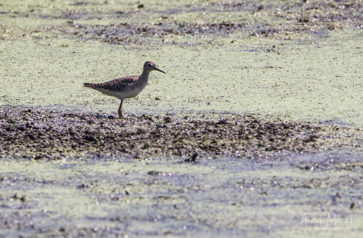 Wood Sandpiper - ML647509626