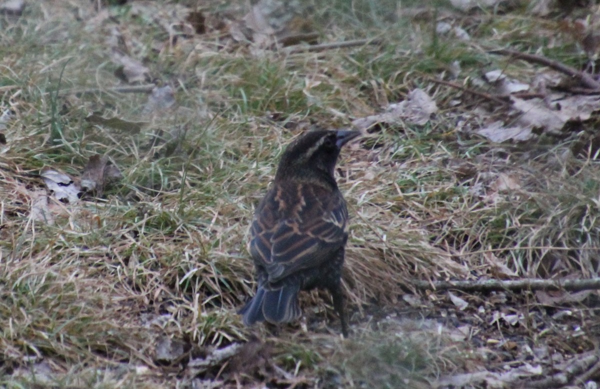 Еполетник червоноплечий - ML647509627