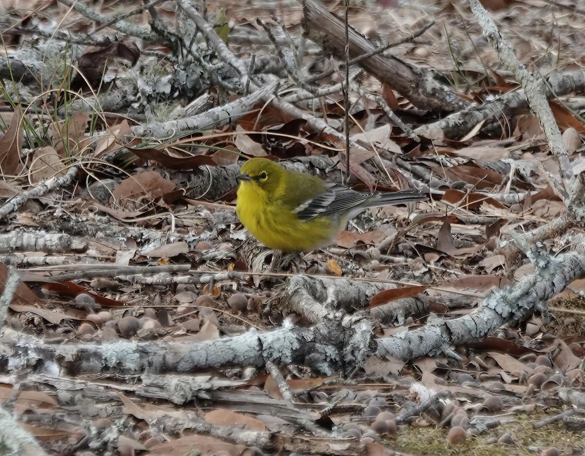 Пісняр-лісовик сосновий - ML647509630