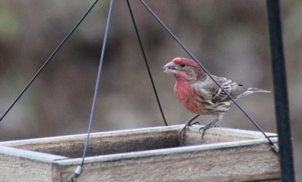 Roselin familier - ML647509633