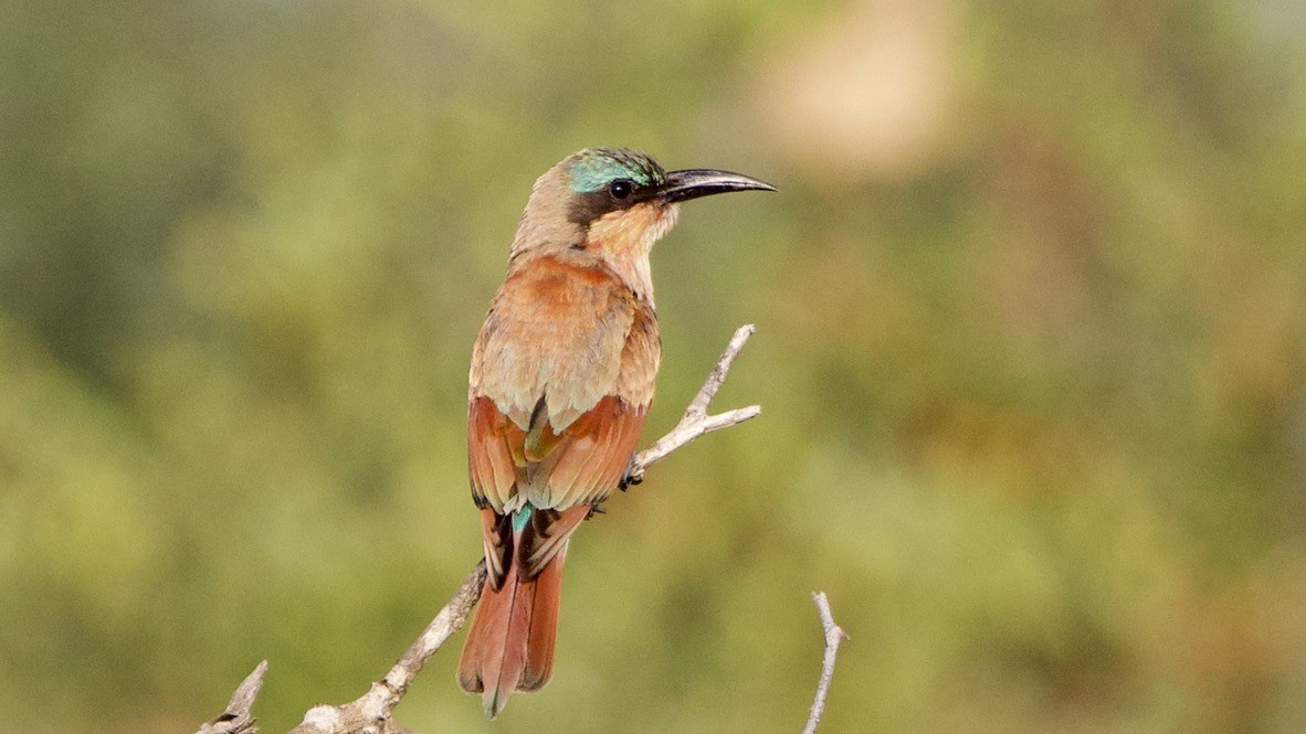 Southern Carmine Bee-eater - ML647509714