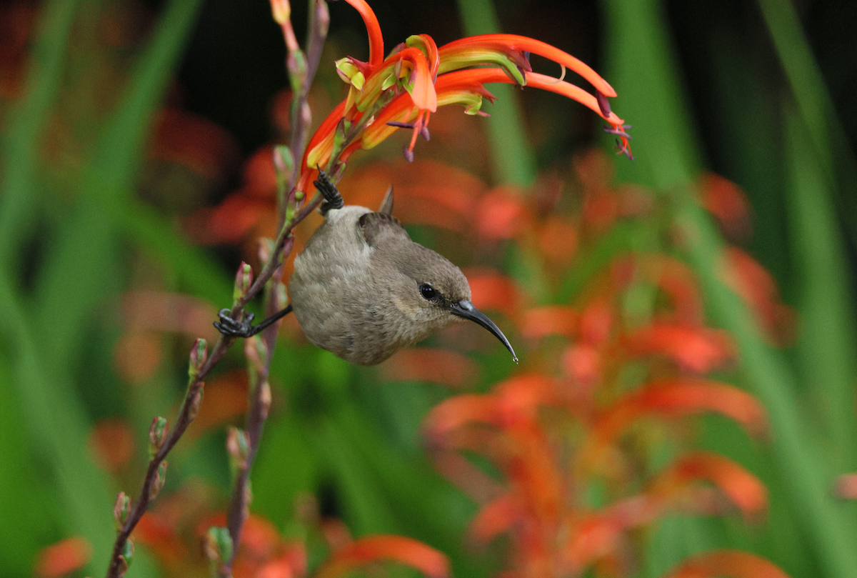 Southern Double-collared Sunbird - ML647509717