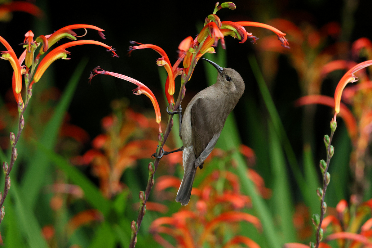 Southern Double-collared Sunbird - ML647509718