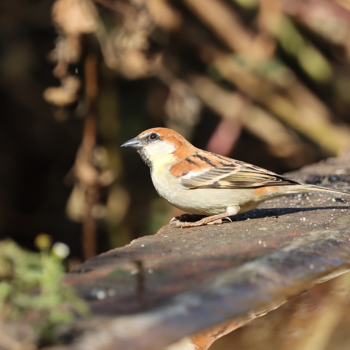 Russet Sparrow - ML647509724