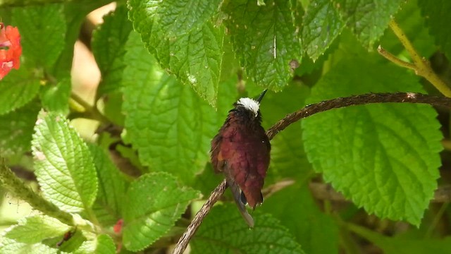 Колібрі білоголовий - ML647509732