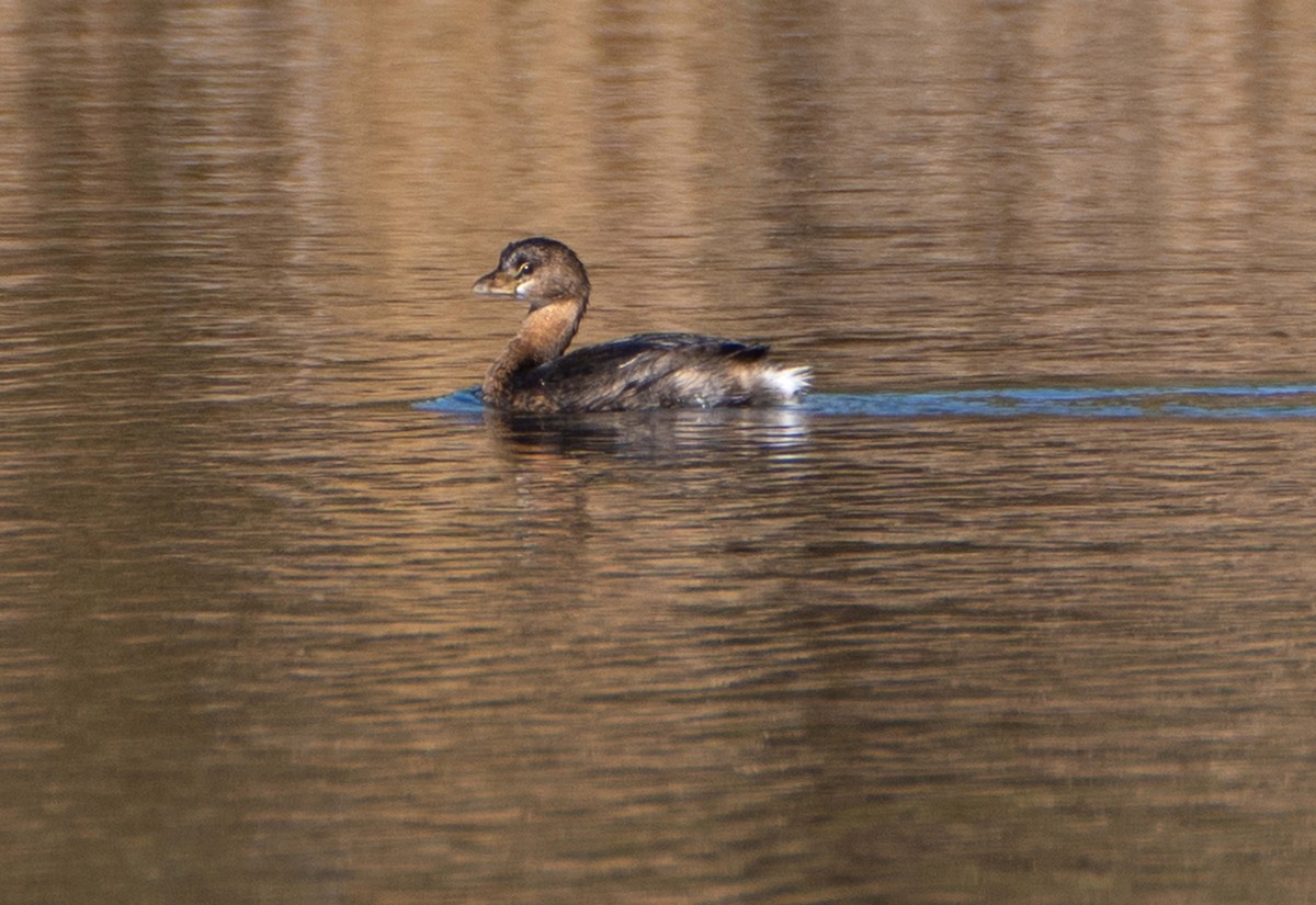 オビハシカイツブリ - ML647509737