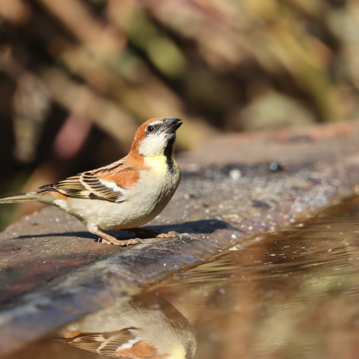 Russet Sparrow - ML647509748