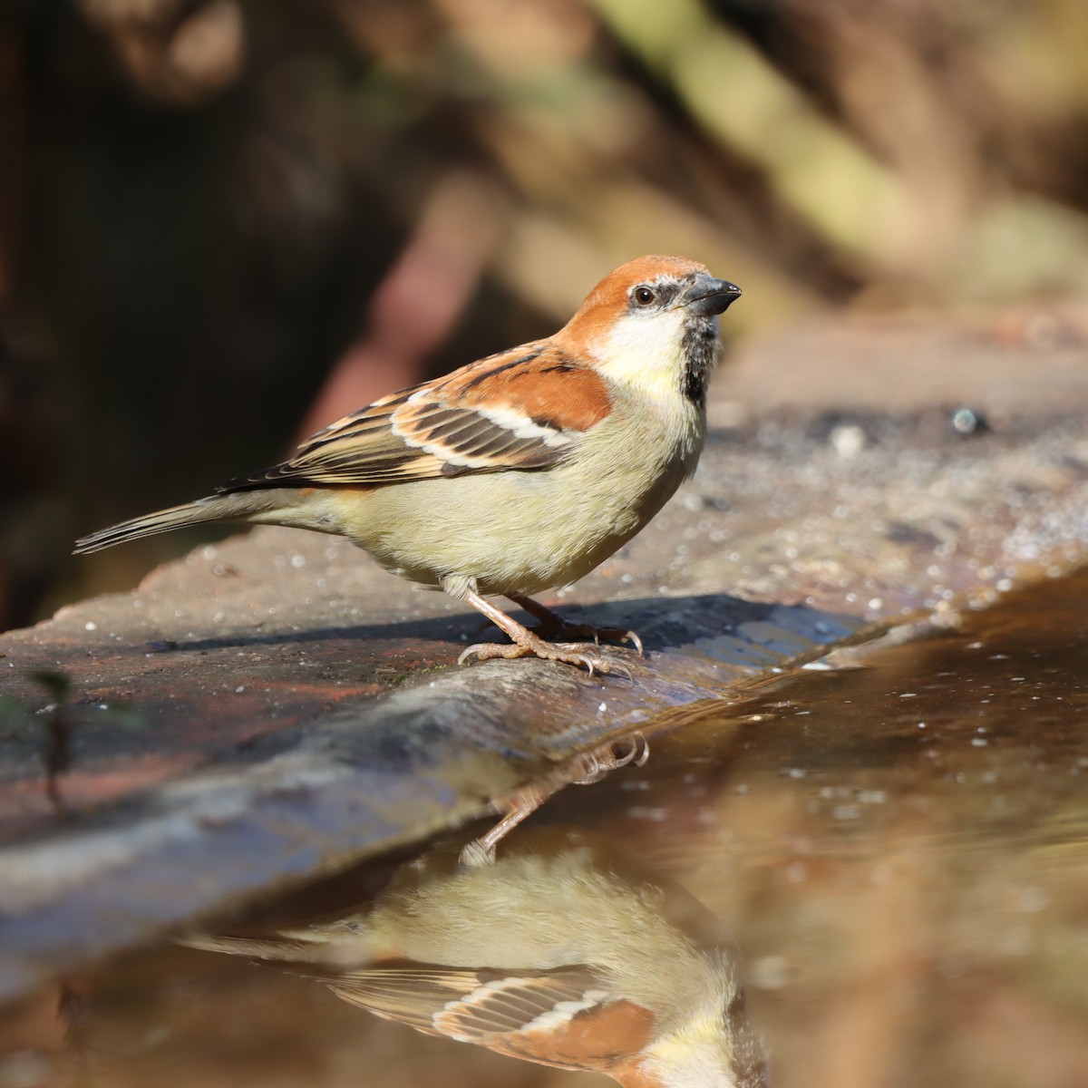 Russet Sparrow - ML647509755
