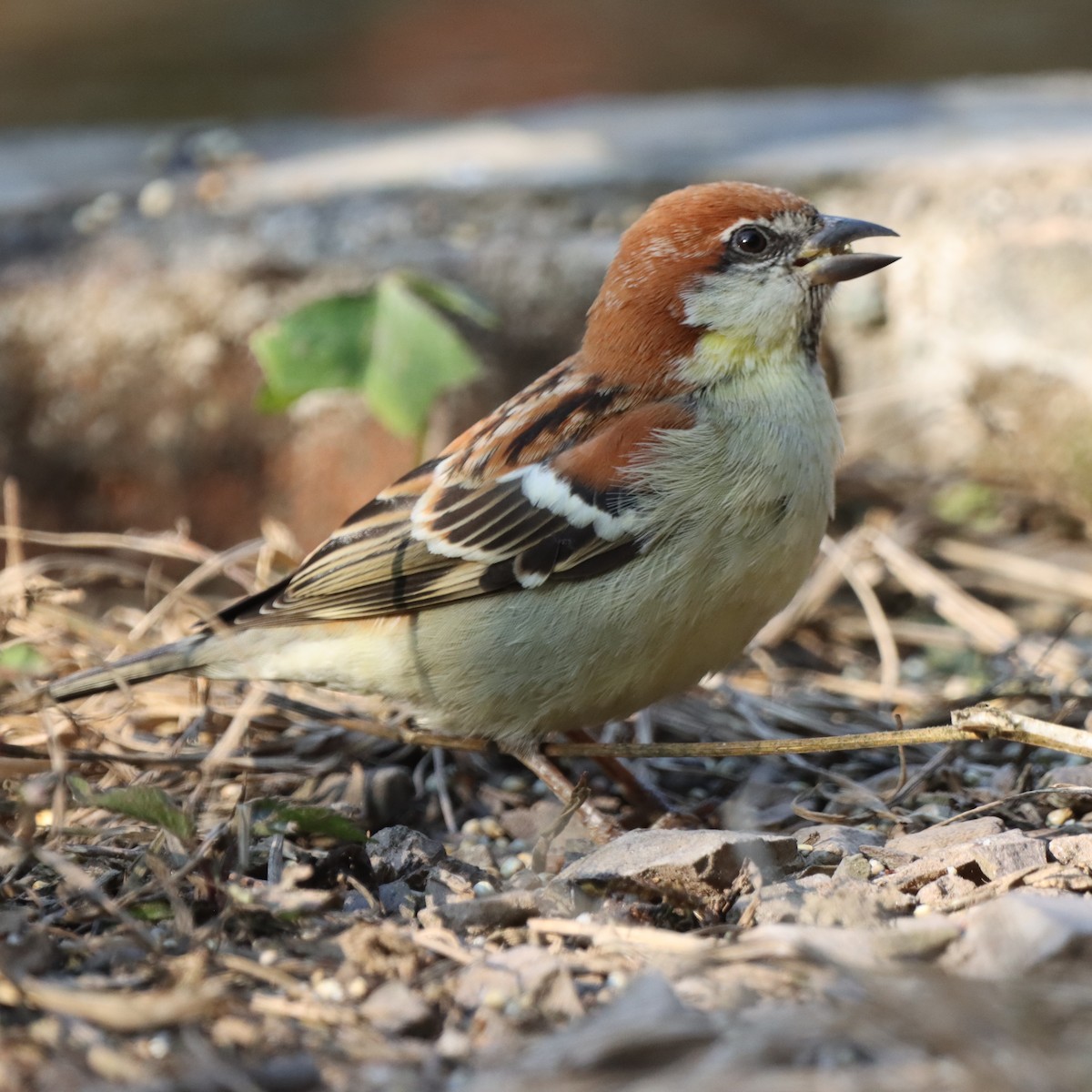 Russet Sparrow - ML647509756
