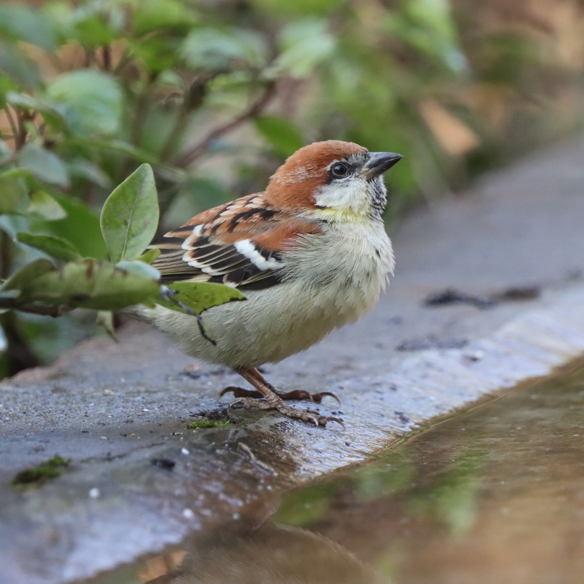Russet Sparrow - ML647509765