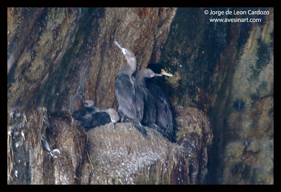Red-faced Cormorant - ML647509786