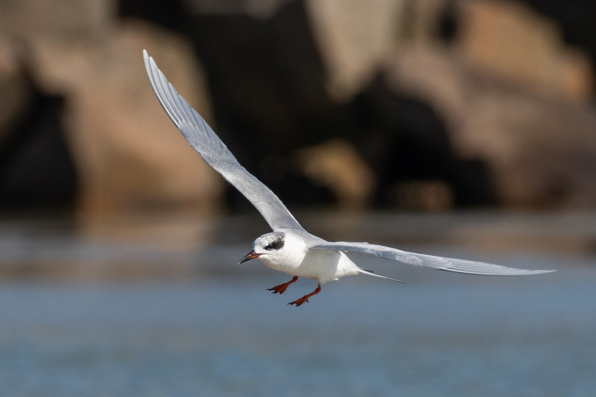 Forster's Tern - ML647509792