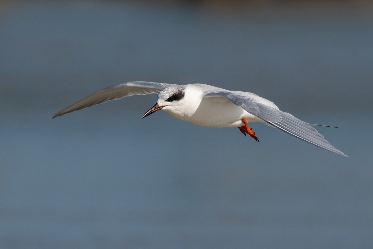 Forster's Tern - ML647509793