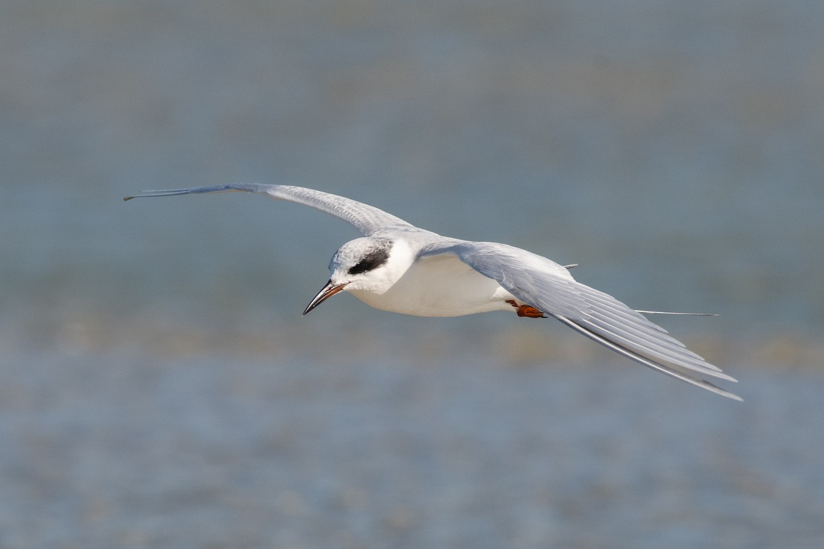 Forster's Tern - ML647509794
