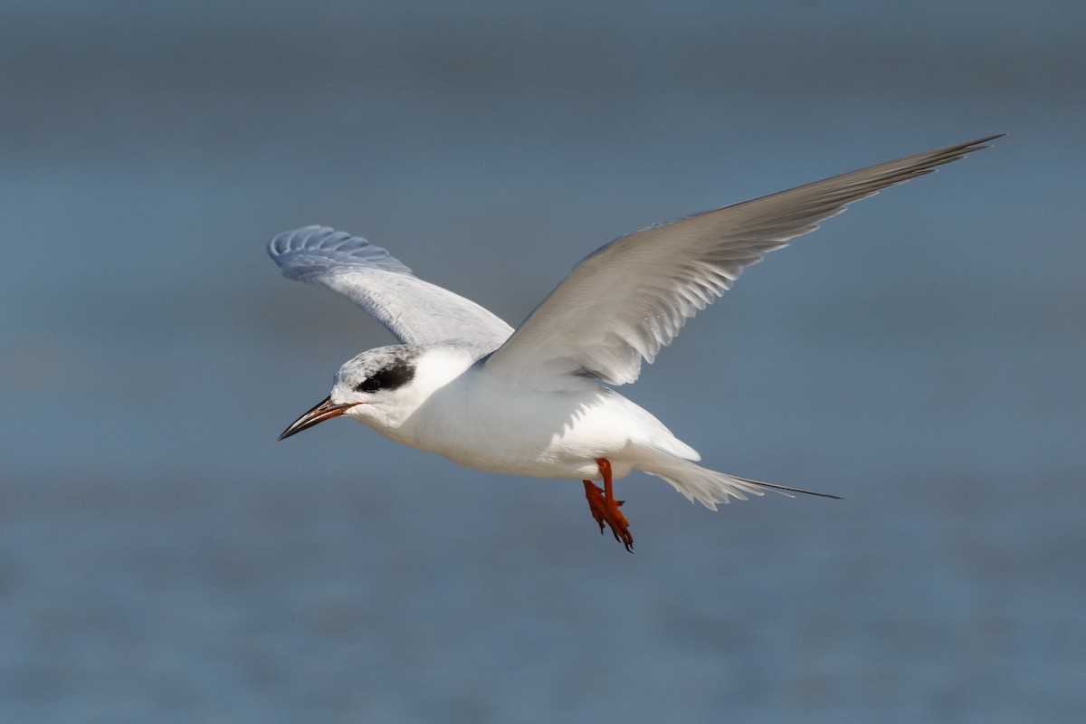 Forster's Tern - ML647509795