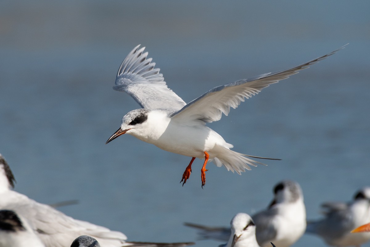 Forster's Tern - ML647509796