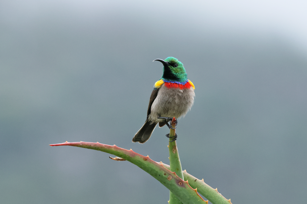 Southern Double-collared Sunbird - ML647509803