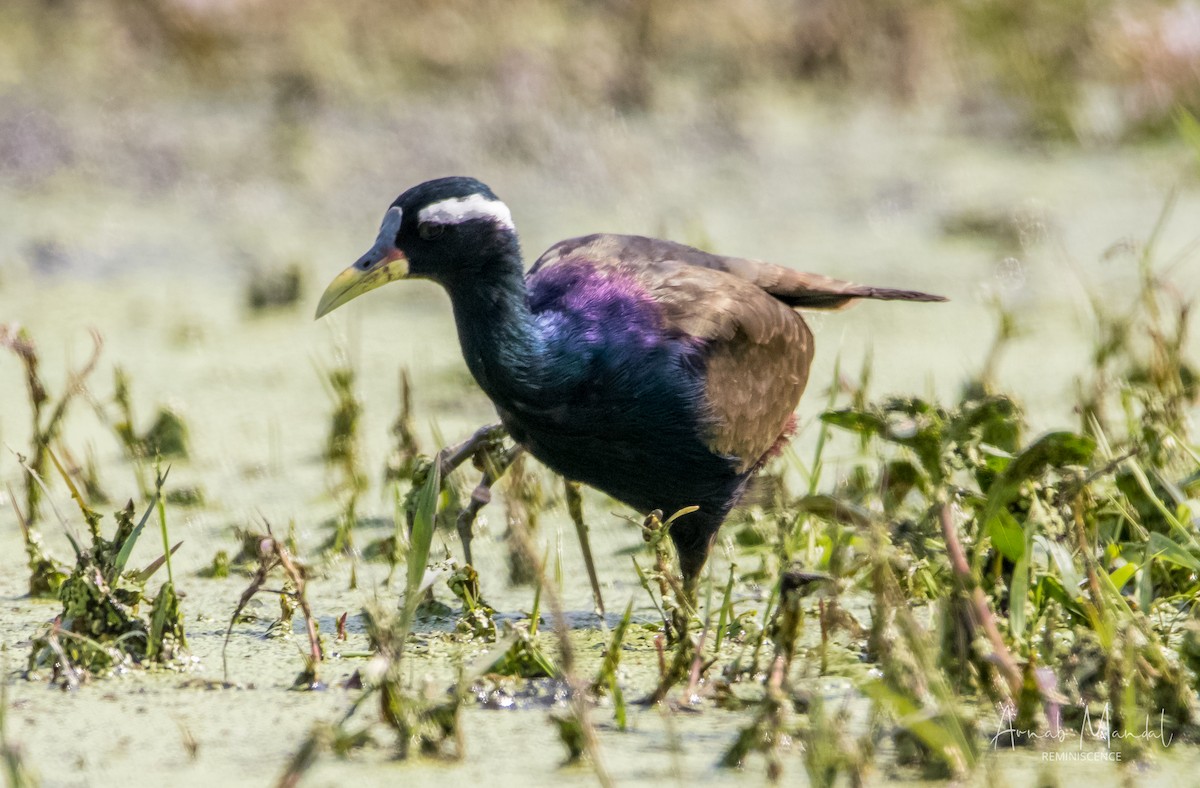 Bronze-winged Jacana - ML647509806