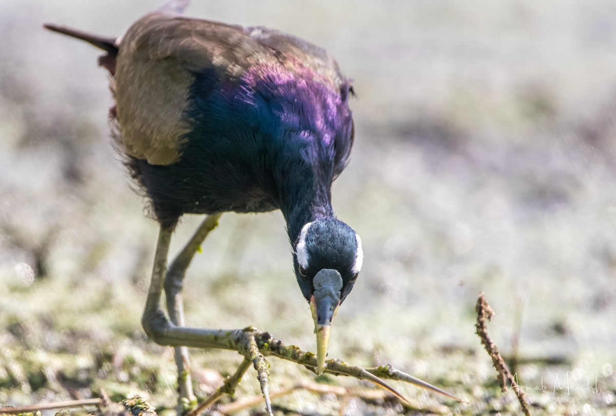 Bronze-winged Jacana - ML647509807