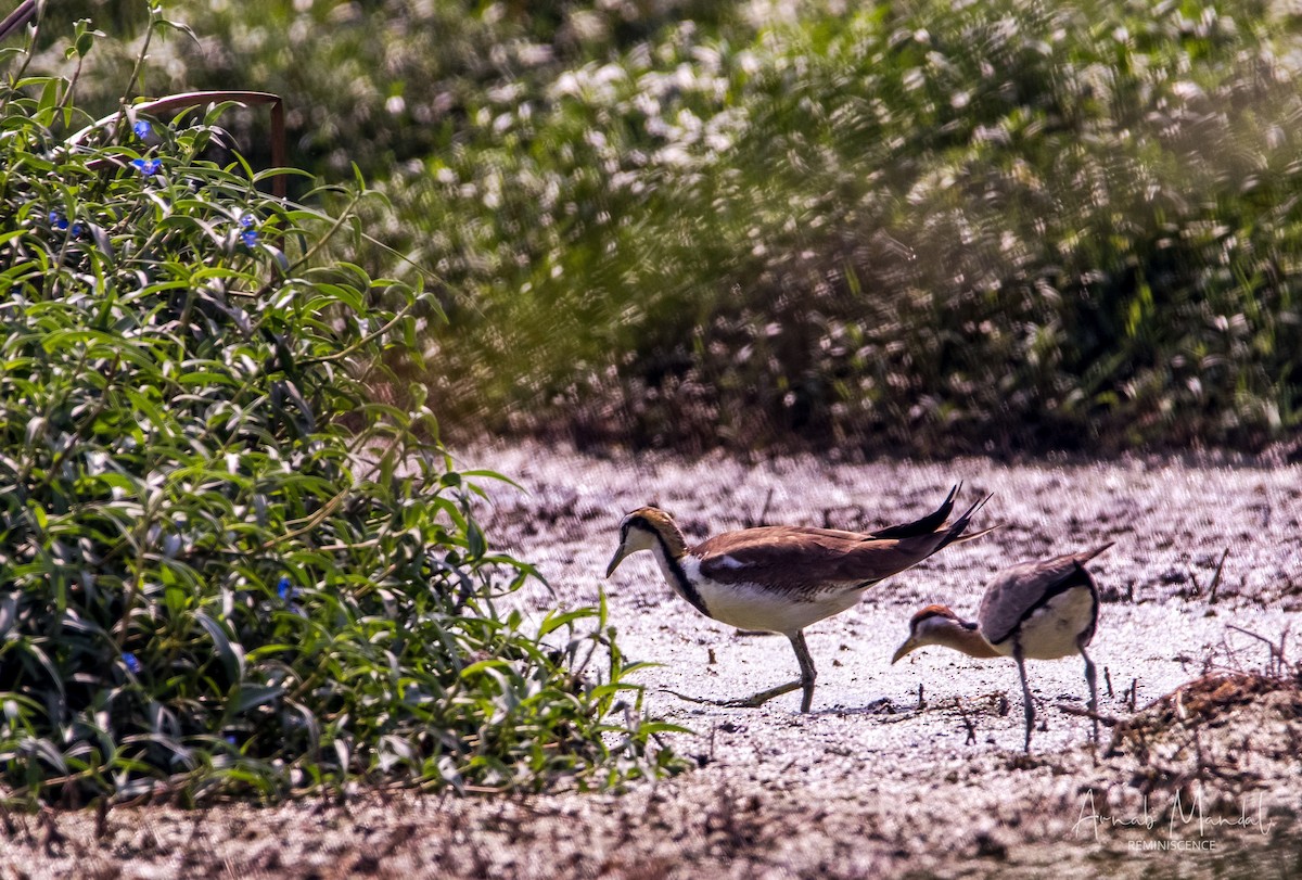 Jacana à longue queue - ML647509810