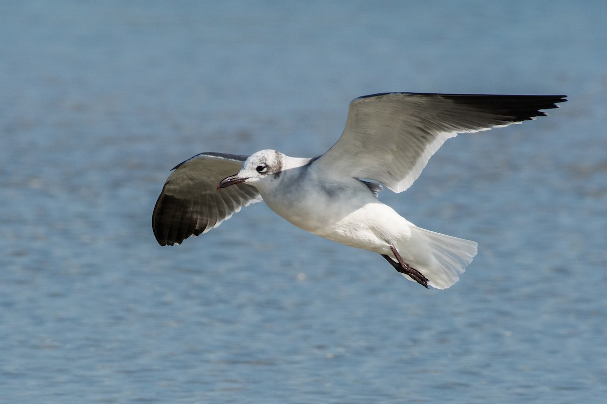 Gabbiano sghignazzante - ML647509814