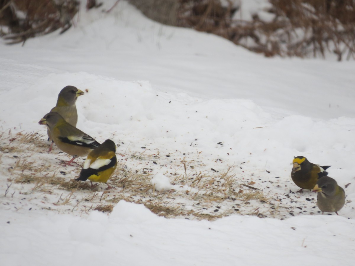 Evening Grosbeak - ML647509823