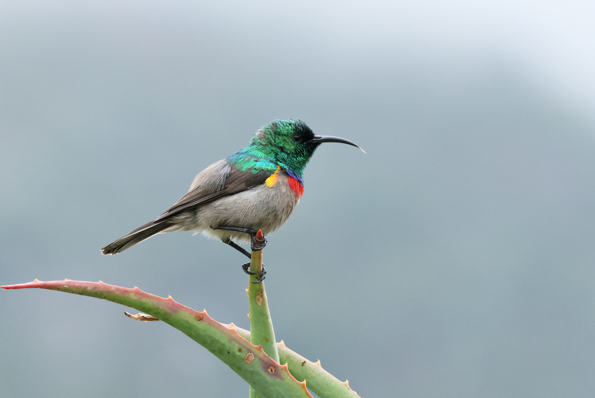 Southern Double-collared Sunbird - ML647509842