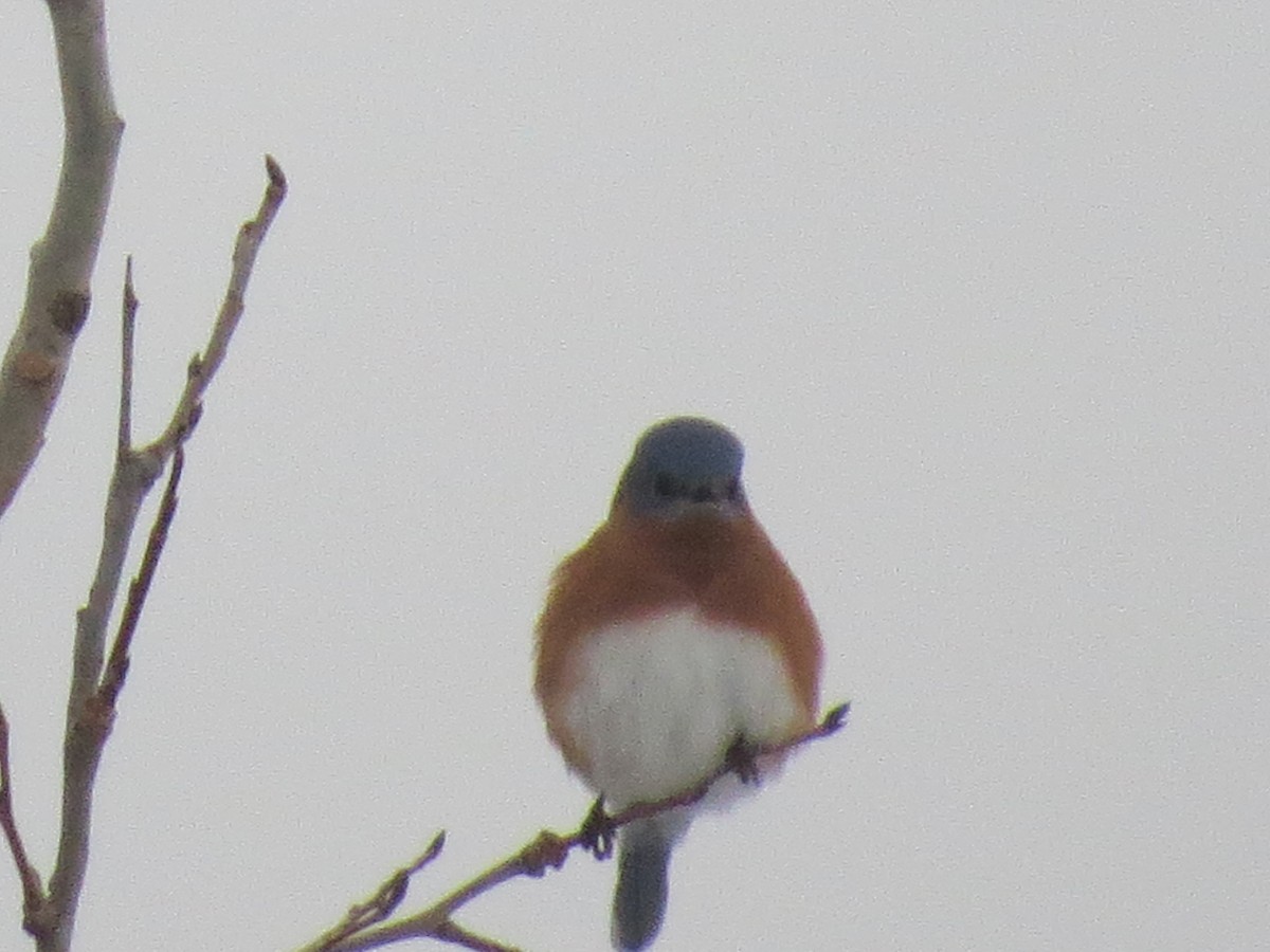 Eastern Bluebird - ML647509843