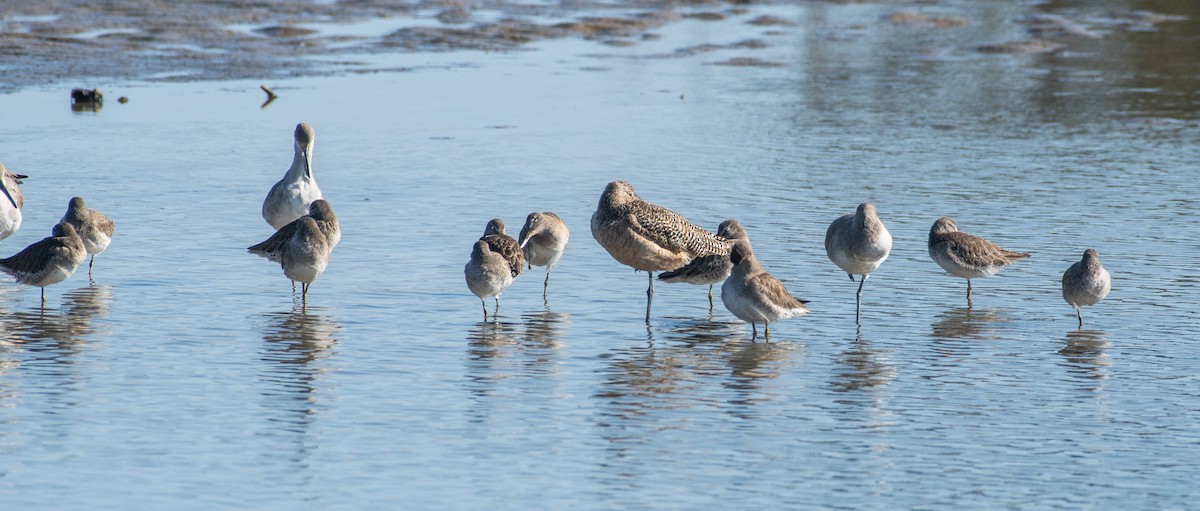 Marbled Godwit - ML647509844