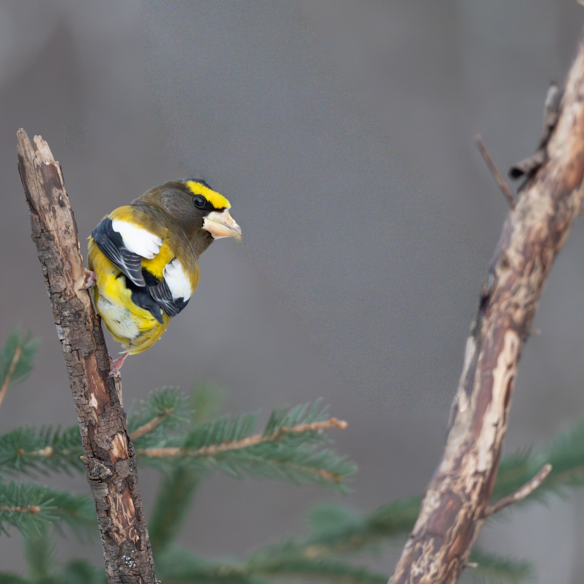 Evening Grosbeak - ML647509848